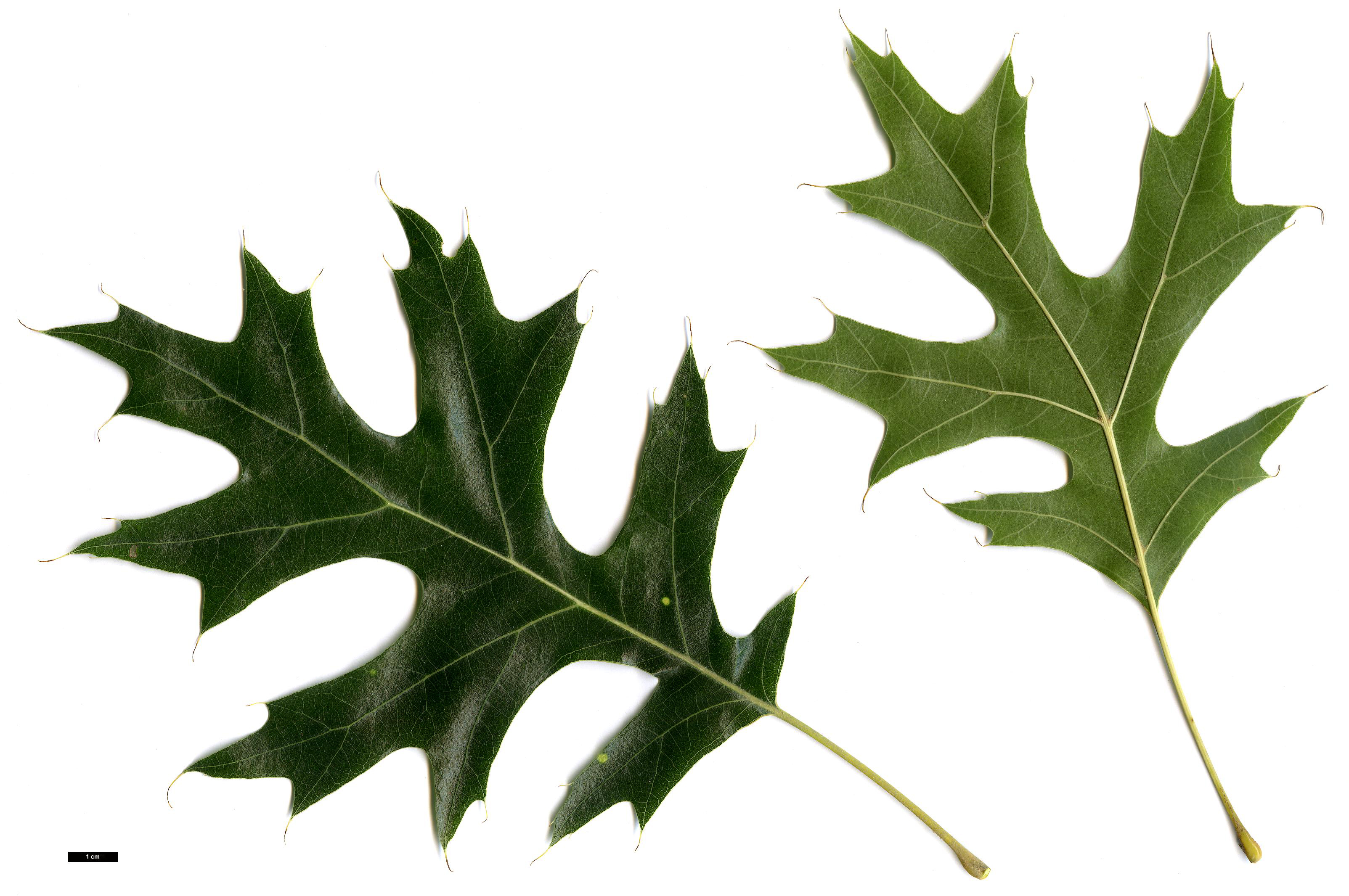 High resolution image: Family: Fagaceae - Genus: Quercus - Taxon: velutina - SpeciesSub: 'Oakridge Walker' High resolution image: Family: Fagaceae - Genus: Quercus - Taxon: velutina - SpeciesSub: 'Oakridge Walker'